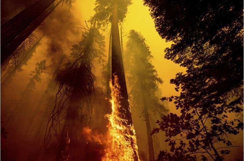 4 famous giant trees unharmed by Sequoia National Park fire