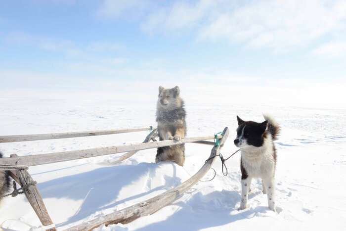 Early long-distance trade links shaped Siberian dogs, study finds