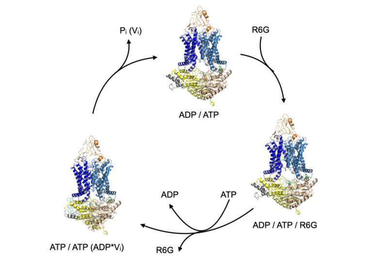 How resistant germs transport toxins at molecular level