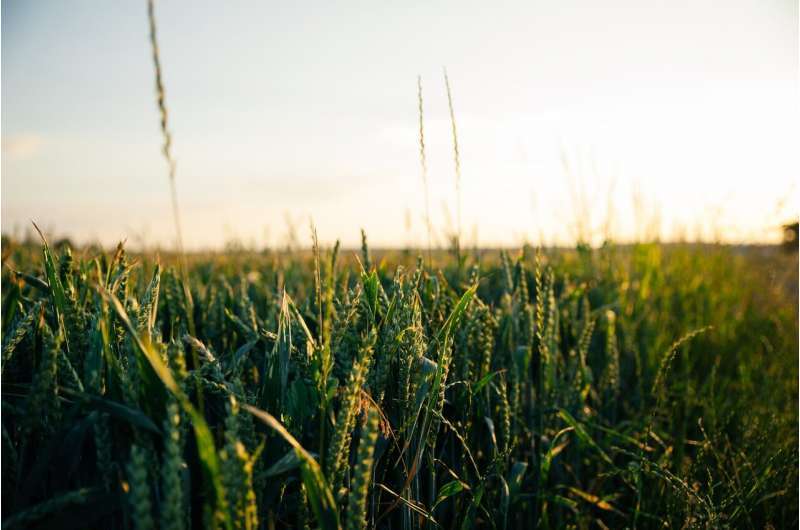 Scientists uncover pathogen’s similar impact on two very different crops