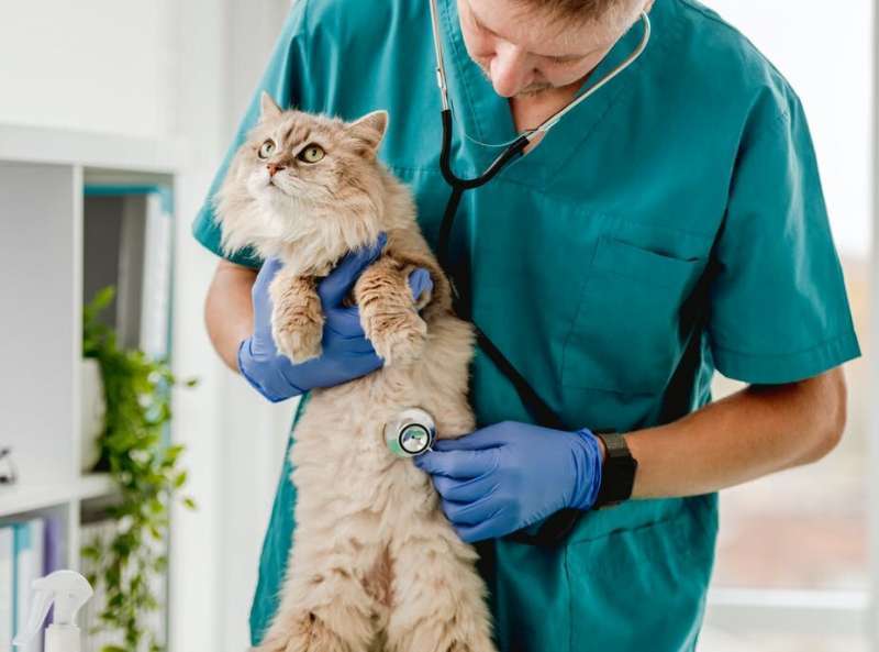 Why the pandemic made some cats sick with stress and how we can help them