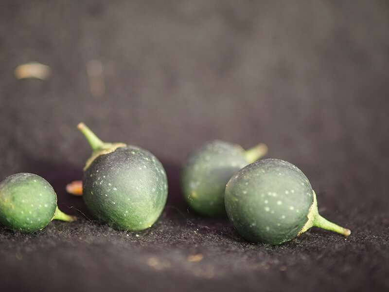 Breeding beetle-resistant potatoes